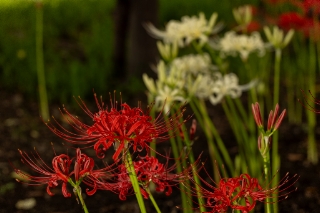 「ヒガンバナ」のサムネイル画像