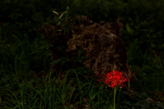 「ヒガンバナ」のサムネイル画像