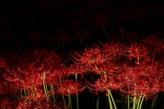 「ヒガンバナ」のサムネイル画像