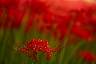 「ヒガンバナ」のサムネイル画像