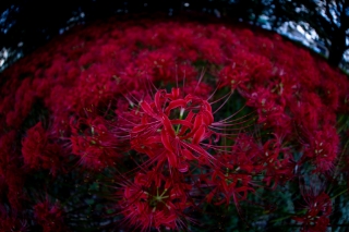 「ヒガンバナ」のサムネイル画像