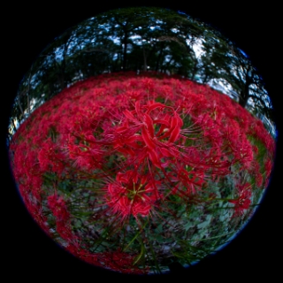 「ヒガンバナ」のサムネイル画像