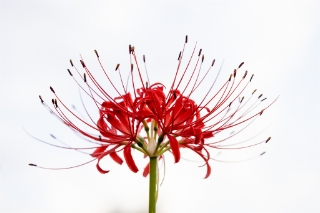 「ヒガンバナ」のサムネイル画像