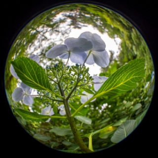 「ガクアジサイ(額紫陽花)」のサムネイル画像