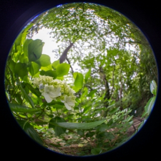 「ガクアジサイ(額紫陽花)」のサムネイル画像