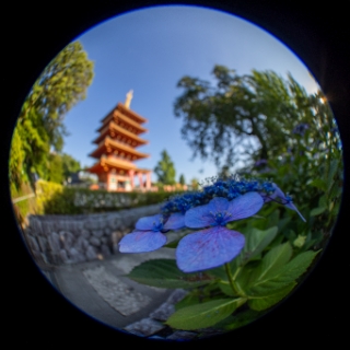 「ガクアジサイ(額紫陽花)」のサムネイル画像