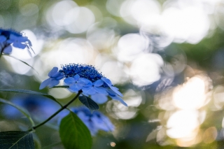 「ガクアジサイ(額紫陽花)」のサムネイル画像