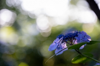 「ガクアジサイ(額紫陽花)」のサムネイル画像