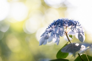 「ガクアジサイ(額紫陽花)」のサムネイル画像
