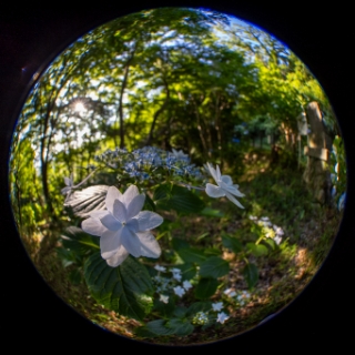 「ガクアジサイ(額紫陽花)」のサムネイル画像