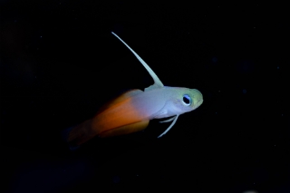 「ハタタテハゼ(Red fire Goby)」のサムネイル画像