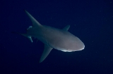 「オオメジロザメ」のサムネイル画像