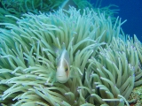 「ハナビラクマノミ(Pink Anemonefish)」のサムネイル画像