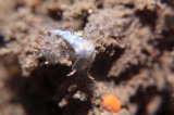 「ホシゾラウミウシ」のサムネイル画像