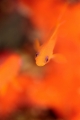 「キンギョハナダイ(日本)(Japanese Lyre-tail Basslet)」のサムネイル画像