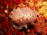 「カイメンウミウシ」のサムネイル画像