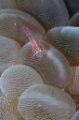「セボシウミタケハゼ(Common ghost goby)」のサムネイル画像