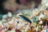 「ミナミギンポ(Tube-worm Blenny)」のサムネイル画像