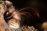 「カンザシヤドカリ(Coral Hermit Crab)」のサムネイル画像