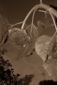 「ヒマワリ」のサムネイル画像