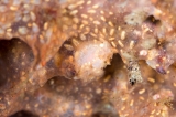 「ウミウシの仲間」のサムネイル画像