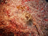 「貝」のサムネイル画像