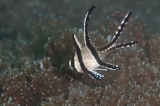 「アマノガワテンジクダイ(バンガイ・カーディナルフィッシュ,banggai cardinalfish)」のサムネイル画像