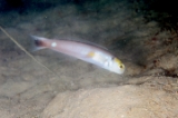 「Yellow-spotted Tilefish(イエロースポテッドタイルフィッシュ,イエローヘッドタイルフィッシュ)」のサムネイル画像