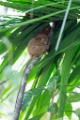 「フィリピンメガネザル」のサムネイル画像