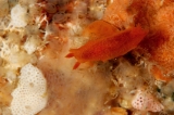 「ダイダイウミウシ」のサムネイル画像