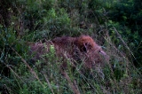 「アフリカライオン」のサムネイル画像