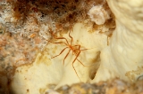 「ウミグモ」のサムネイル画像