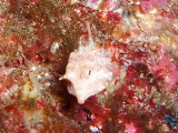 「シマウミスズメ」のサムネイル画像