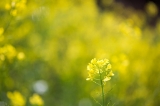「菜の花」のサムネイル画像