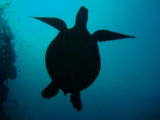 「アオウミガメ(Green turtle)」のサムネイル画像