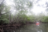 「マングローブ林」のサムネイル画像