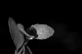 「黒真珠」のサムネイル画像