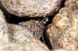 「フシウデサンゴモエビ」のサムネイル画像