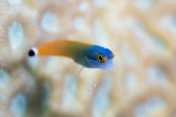 「tail spotted blenny」のサムネイル画像