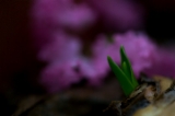 「植物の仲間」のサムネイル画像