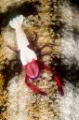 「ウミウシカクレエビ(Imperial partner shrimp)」のサムネイル画像