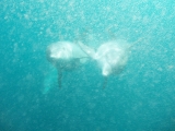 「迫りくるバンドウイルカ」のサムネイル画像