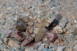 「ヤマブキハゼ(Orange-spotted shrimp Goby)」のサムネイル画像