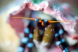 「ユビワサンゴヤドカリ」のサムネイル画像
