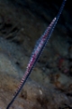 「ゴルゴニアンシュリンプ(Saw blade shrimp,gorgonian shrimp)」のサムネイル画像