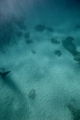 「ジンベイザメと思われる魚のヒレ」のサムネイル画像