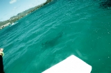 「ジンベイザメと思われる魚影」のサムネイル画像