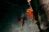 「ウミシダの仲間(sea feather)」のサムネイル画像