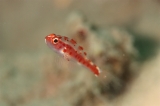 「red-blotched pygmy-goby(レッドブロッチピグミーゴビー)」のサムネイル画像