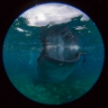 「ジンベエザメ(ジンベイザメ)」のサムネイル画像